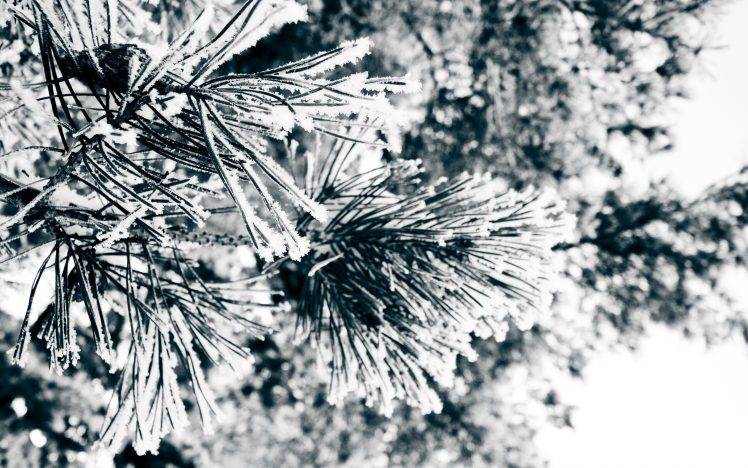 photography, Nature, Macro, Plants, Frost, Winter HD Wallpaper Desktop Background