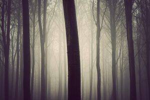 photography, Nature, Plants, Trees, Forest, Mist