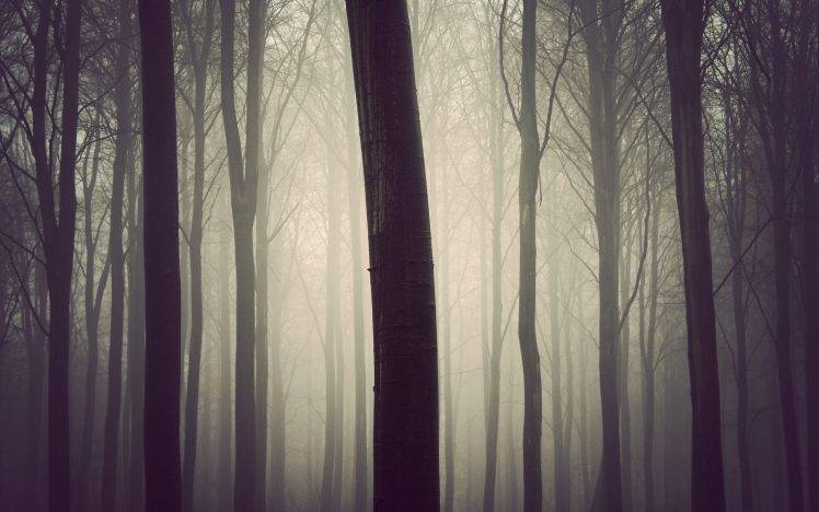 photography, Nature, Plants, Trees, Forest, Mist HD Wallpaper Desktop Background