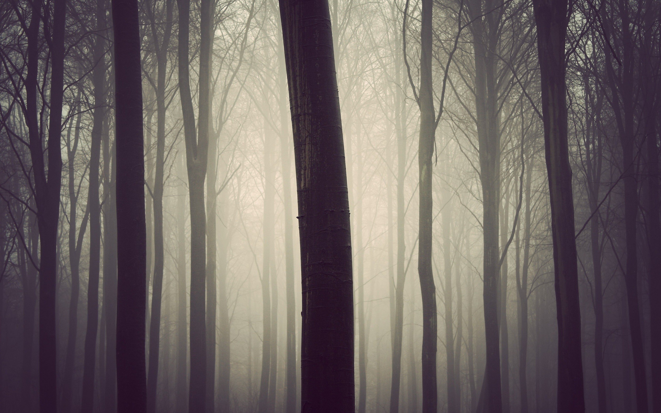 photography, Nature, Plants, Trees, Forest, Mist Wallpaper