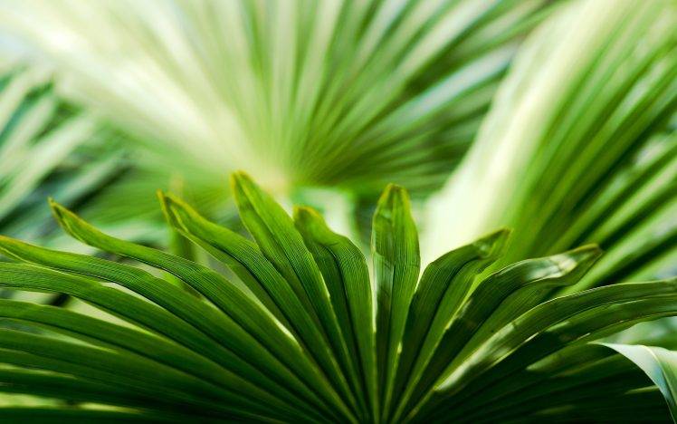 photography, Nature, Macro, Plants, Leaves, Green HD Wallpaper Desktop Background