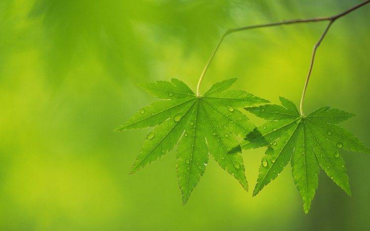 photography, Nature, Plants, Leaves, Macro, Green HD Wallpaper Desktop Background