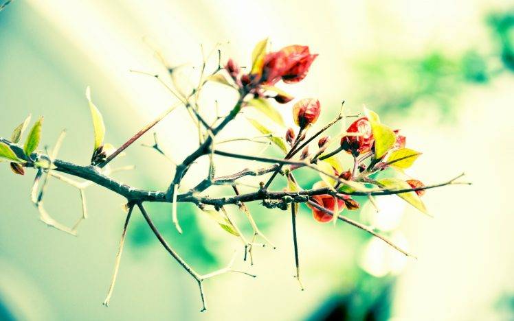 photography, Nature, Plants, Leaves, Branch, Macro HD Wallpaper Desktop Background
