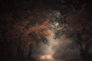nature, Landscape, Morning, Forest, Fall, Dirt Road, Mist, Path, Trees, Atmosphere, Dark
