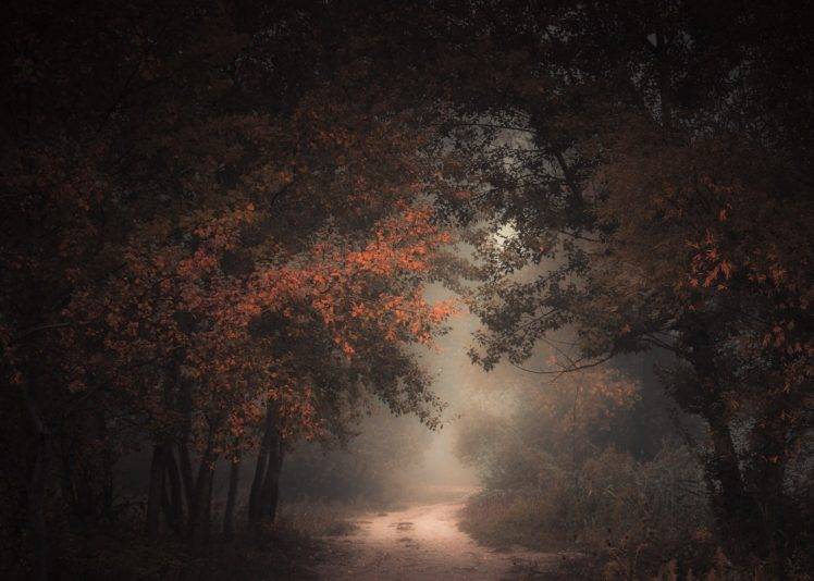 nature, Landscape, Morning, Forest, Fall, Dirt Road, Mist, Path, Trees,  Atmosphere, Dark Wallpapers HD / Desktop and Mobile Backgrounds