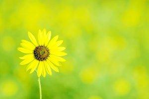 photography, Plants, Nature, Macro, Flowers, Sunflowers
