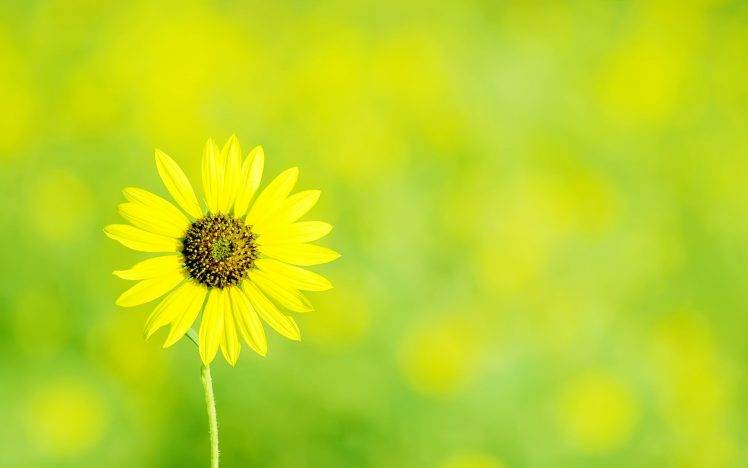 photography, Plants, Nature, Macro, Flowers, Sunflowers HD Wallpaper Desktop Background