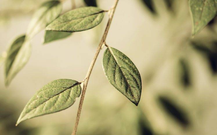 photography, Nature, Plants, Macro, Leaves HD Wallpaper Desktop Background