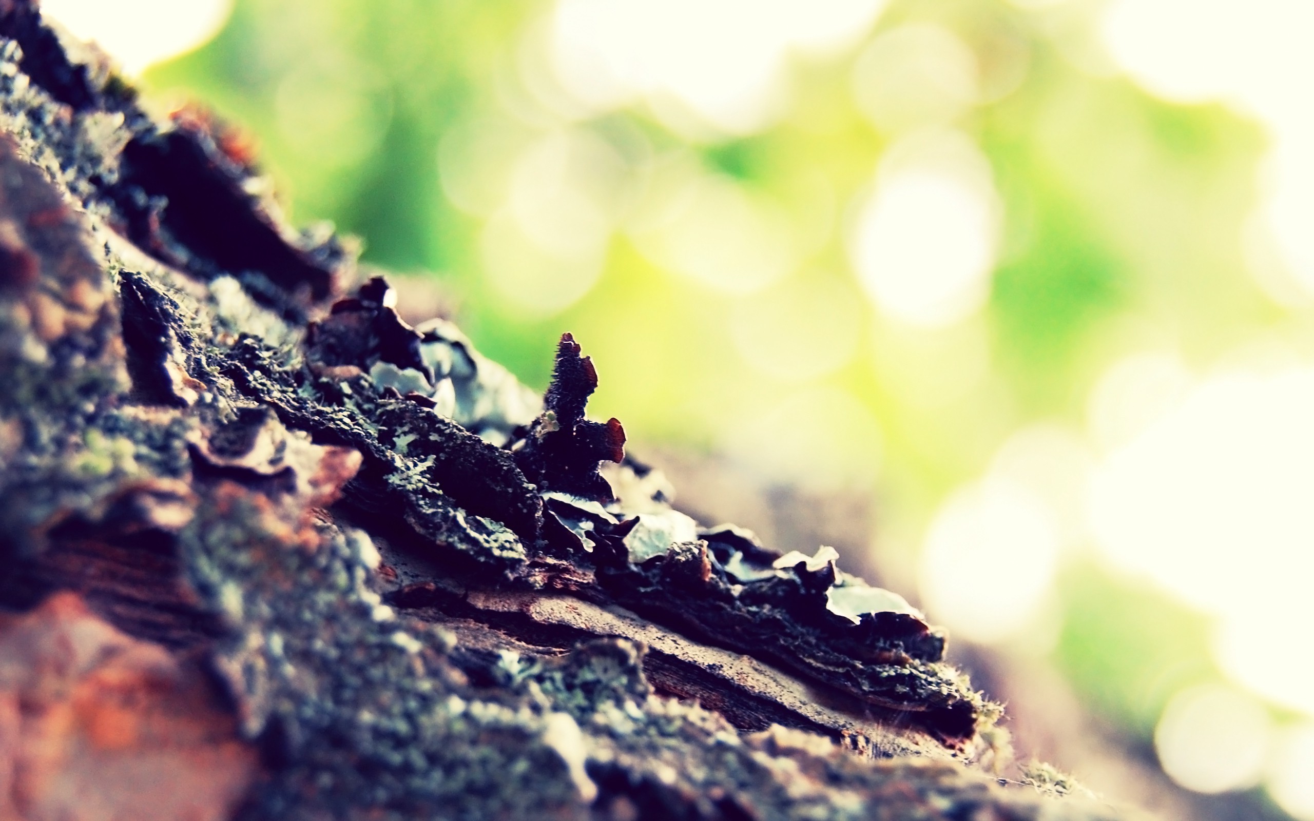 photography, Nature, Depth Of Field, Bark, Trees Wallpaper