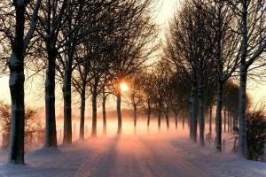 photography, Nature, Plants, Landscape, Road, Snow, Winter, Trees, Sunrise, Mist