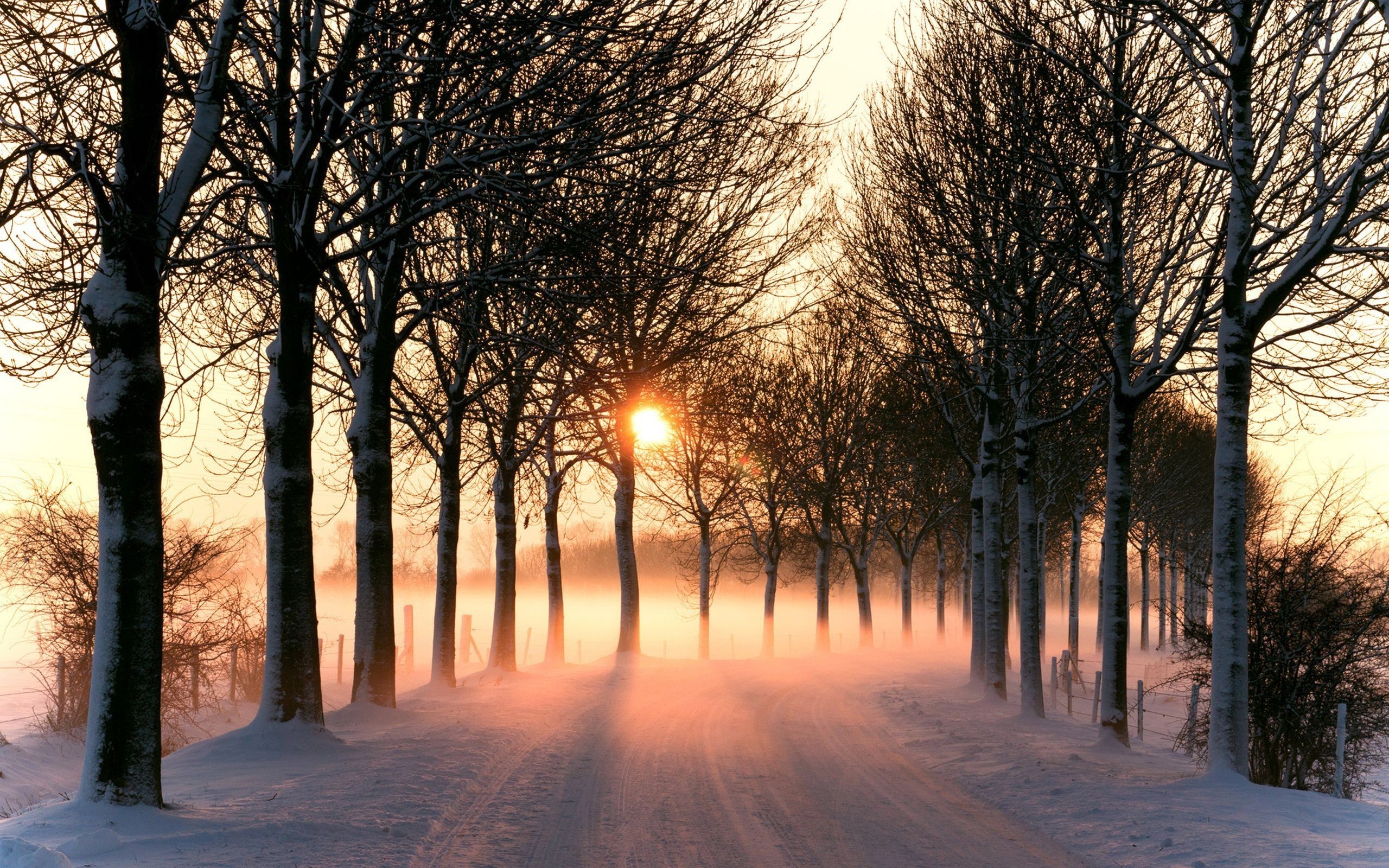 photography, Nature, Plants, Landscape, Road, Snow, Winter, Trees, Sunrise, Mist Wallpaper