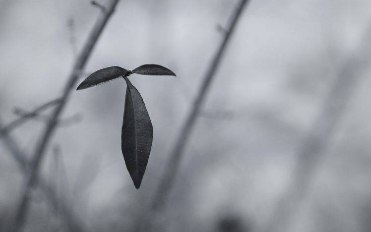 photography, Nature, Plants, Macro, Leaves, Monochrome HD Wallpaper Desktop Background