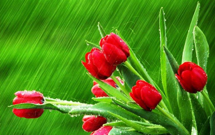 природа красные цветы тюльпаны крупный план бесплатно