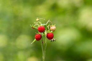 nature, Strawberries, Bokeh, Depth Of Field