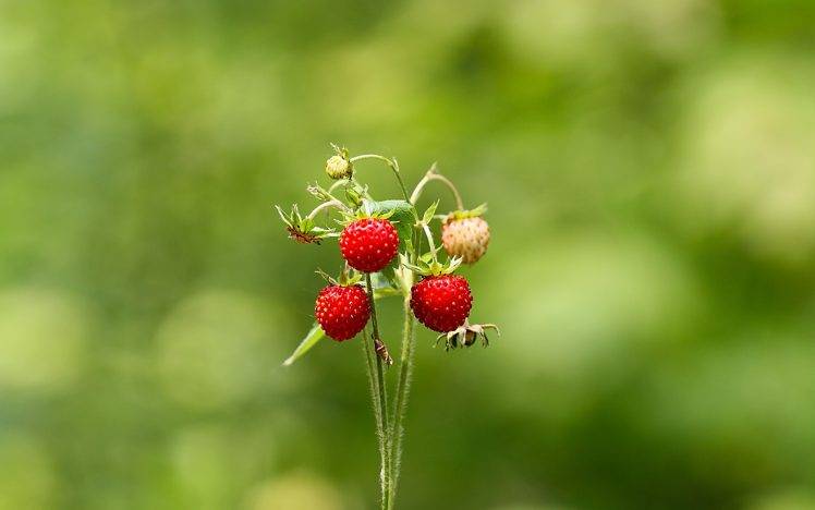 nature, Strawberries, Bokeh, Depth Of Field HD Wallpaper Desktop Background