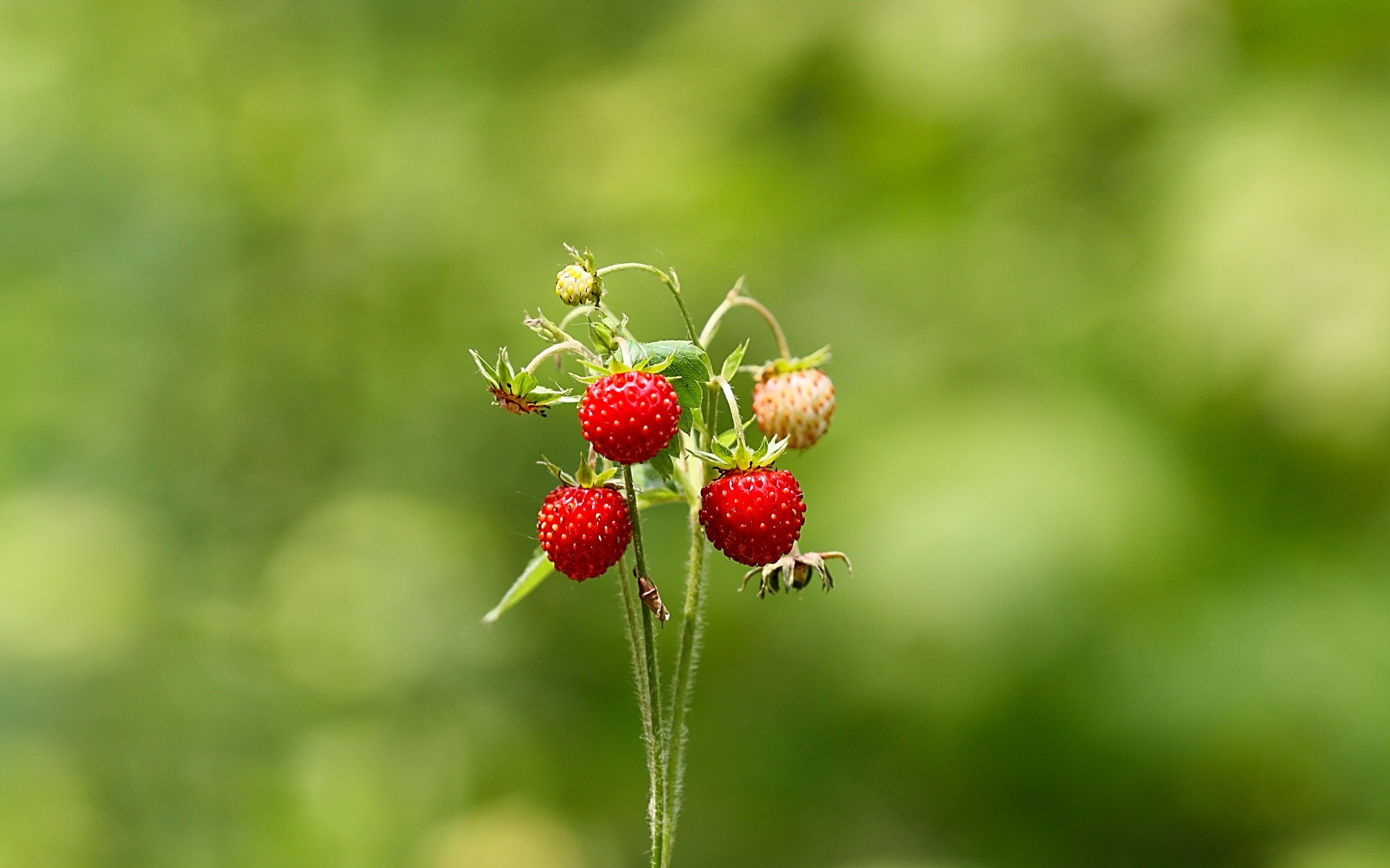 nature, Strawberries, Bokeh, Depth Of Field Wallpaper
