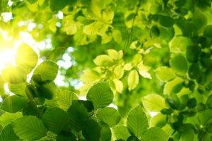 nature, Plants, Photography, Leaves, Sunlight
