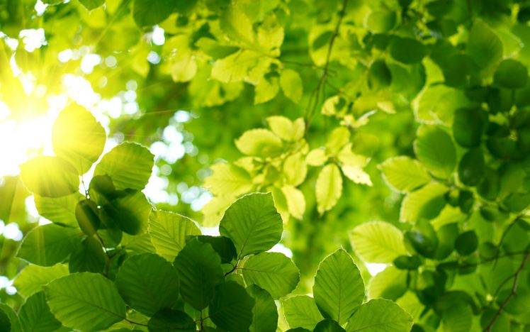nature, Plants, Photography, Leaves, Sunlight HD Wallpaper Desktop Background