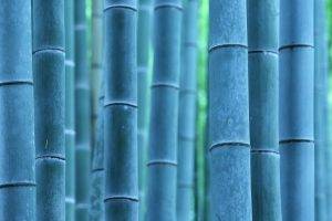 nature, Plants, Photography, Bamboo, Trees