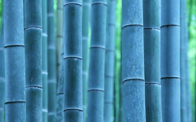 nature, Plants, Photography, Bamboo, Trees HD Wallpaper Desktop Background
