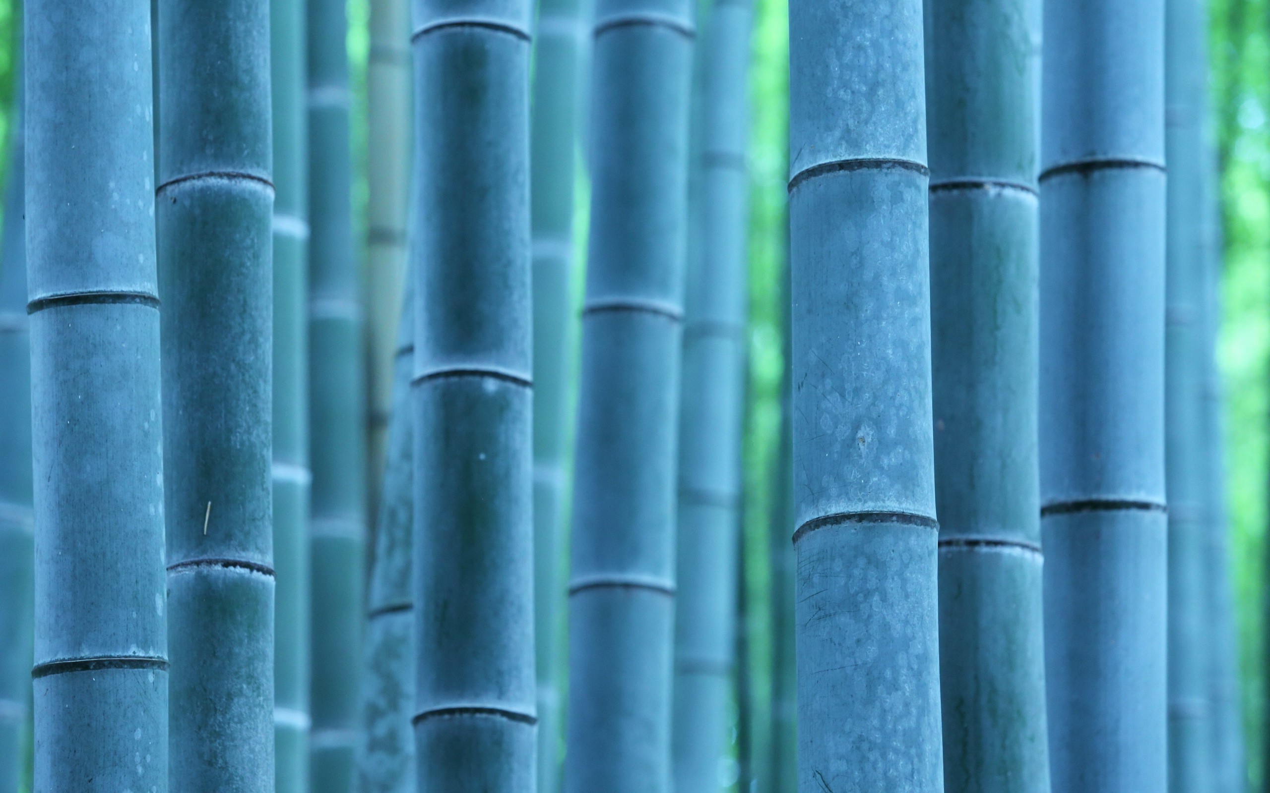 nature, Plants, Photography, Bamboo, Trees Wallpaper