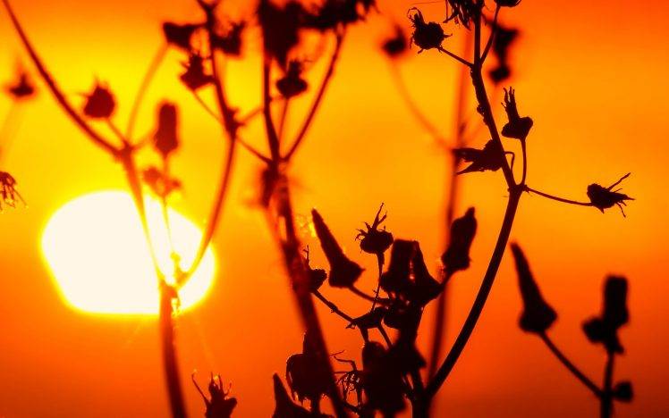 nature, Plants, Photography, Macro, Sunset, Silhouette HD Wallpaper Desktop Background