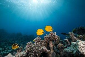 nature, Photography, Sea, Water, Underwater, Tropical Fish, Coral, Sunlight