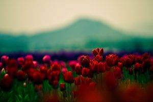 nature, Flowers, Tulips