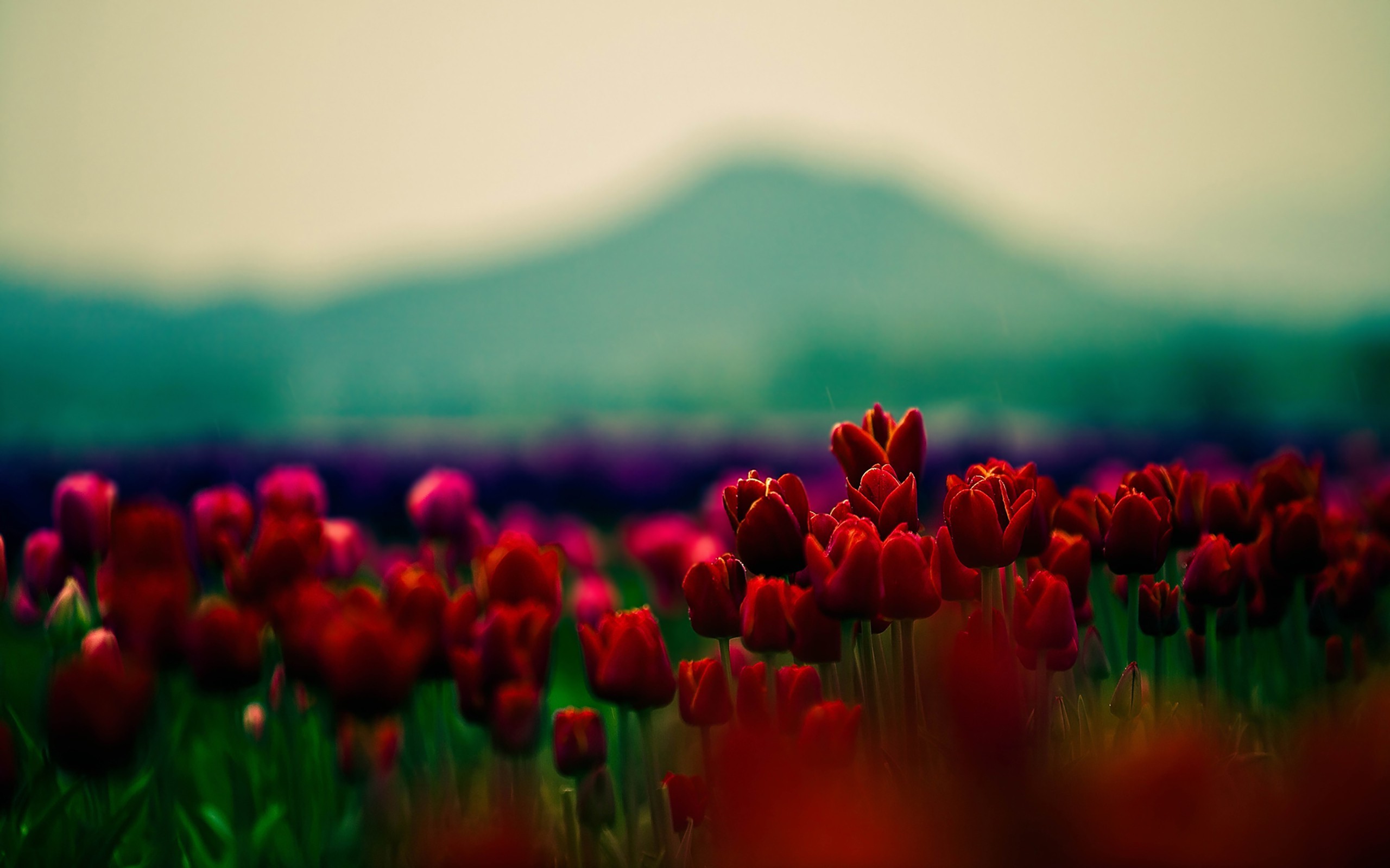 nature, Flowers, Tulips Wallpaper