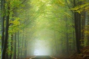 landscape, Nature, Road, Forest, Morning, Sunlight, Mist, Trees, Green, Leaves, Tunnel, Czech Republic