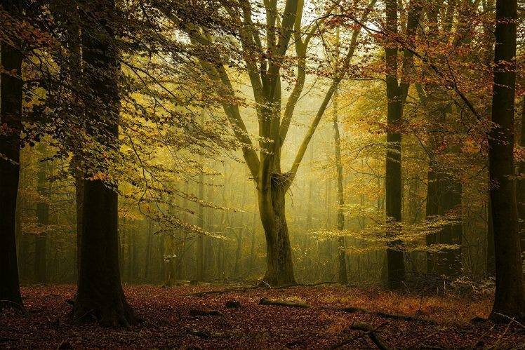 landscape, Nature, Fall, Forest, Sunlight, Mist, Leaves, Calm, Trees, Netherlands HD Wallpaper Desktop Background