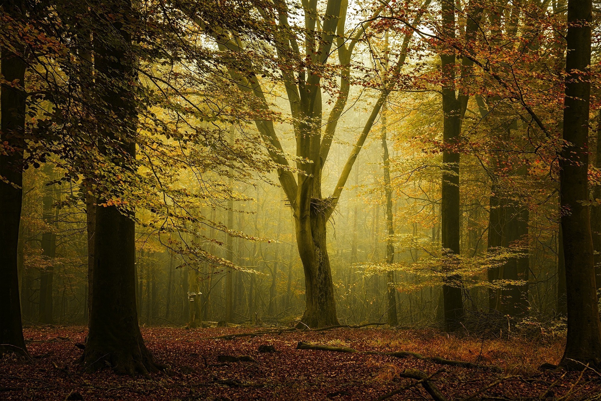 landscape, Nature, Fall, Forest, Sunlight, Mist, Leaves, Calm, Trees, Netherlands Wallpaper