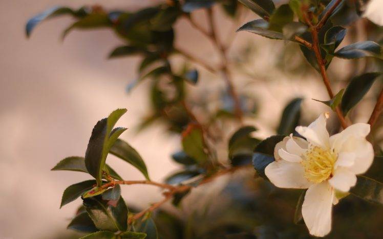 photography, Nature, Plants, Flowers, Depth Of Field HD Wallpaper Desktop Background