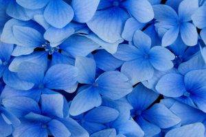 photography, Nature, Flowers, Blue