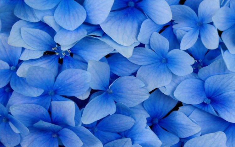 photography, Nature, Flowers, Blue HD Wallpaper Desktop Background