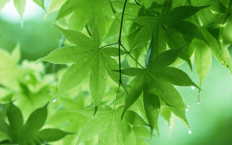 photography, Nature, Plants, Leaves, Green, Depth Of Field, Water Drops HD Wallpaper Desktop Background