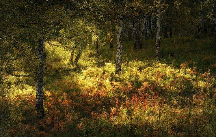 trees, Nature, Landscape HD Wallpaper Desktop Background