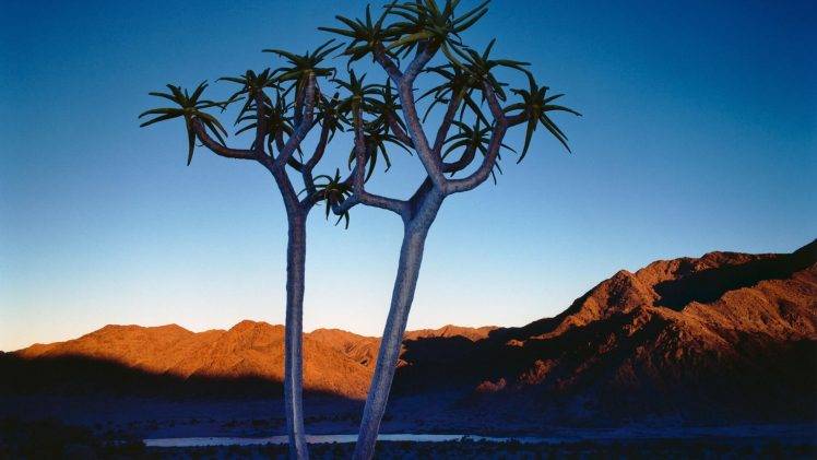 photography, Landscape, Plants, Desert, Hill HD Wallpaper Desktop Background