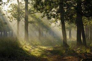 photography, Landscape, Forest, Trees, Sun Rays, Plants