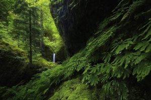 landscape, Nature, Waterfall, Forest, Ferns, Moss, Green, Trees, Hill, Oregon