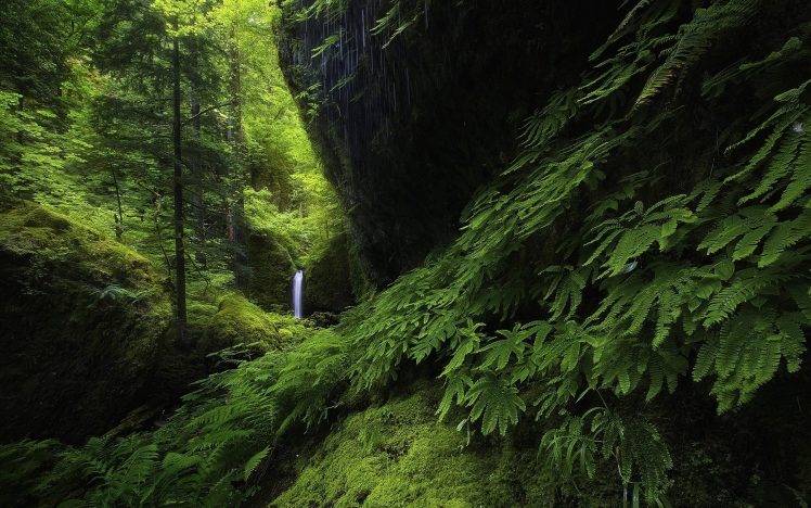 landscape, Nature, Waterfall, Forest, Ferns, Moss, Green, Trees, Hill, Oregon HD Wallpaper Desktop Background