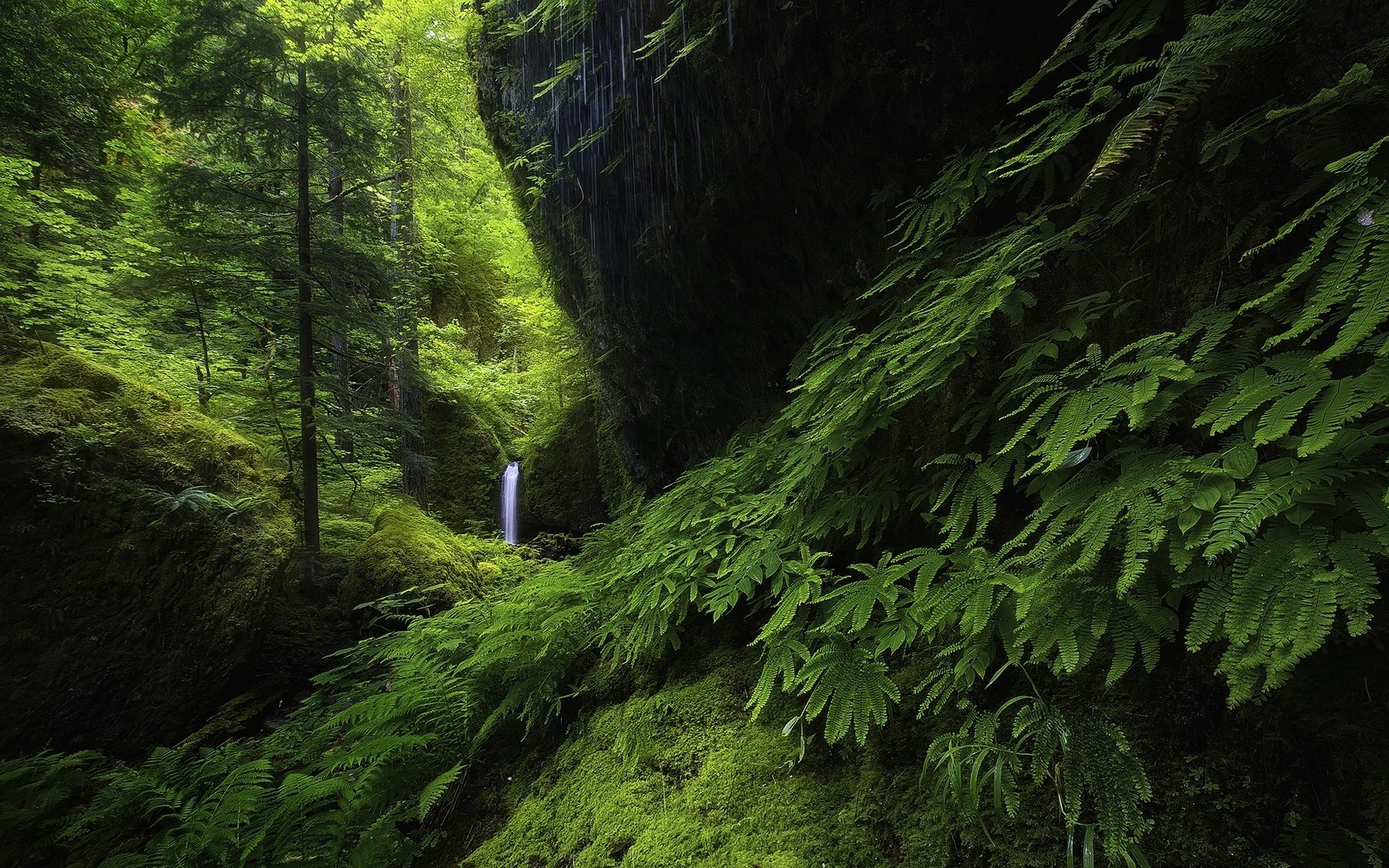 landscape, Nature, Waterfall, Forest, Ferns, Moss, Green, Trees, Hill, Oregon Wallpaper