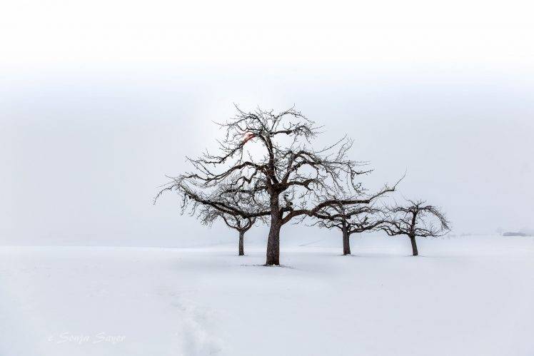 landscape, Trees, Seasons, Nature, Snow HD Wallpaper Desktop Background