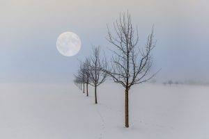 winter, Moon, Landscape, Nature, Seasons, Trees