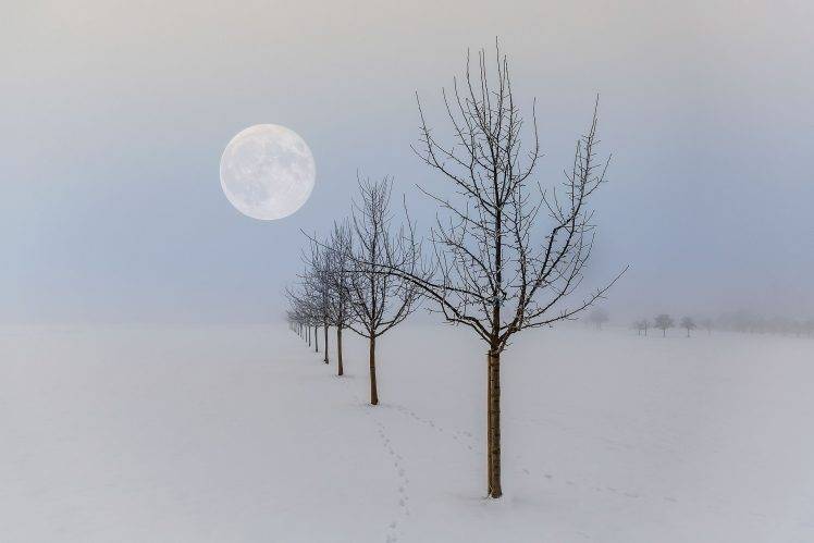 winter, Moon, Landscape, Nature, Seasons, Trees HD Wallpaper Desktop Background