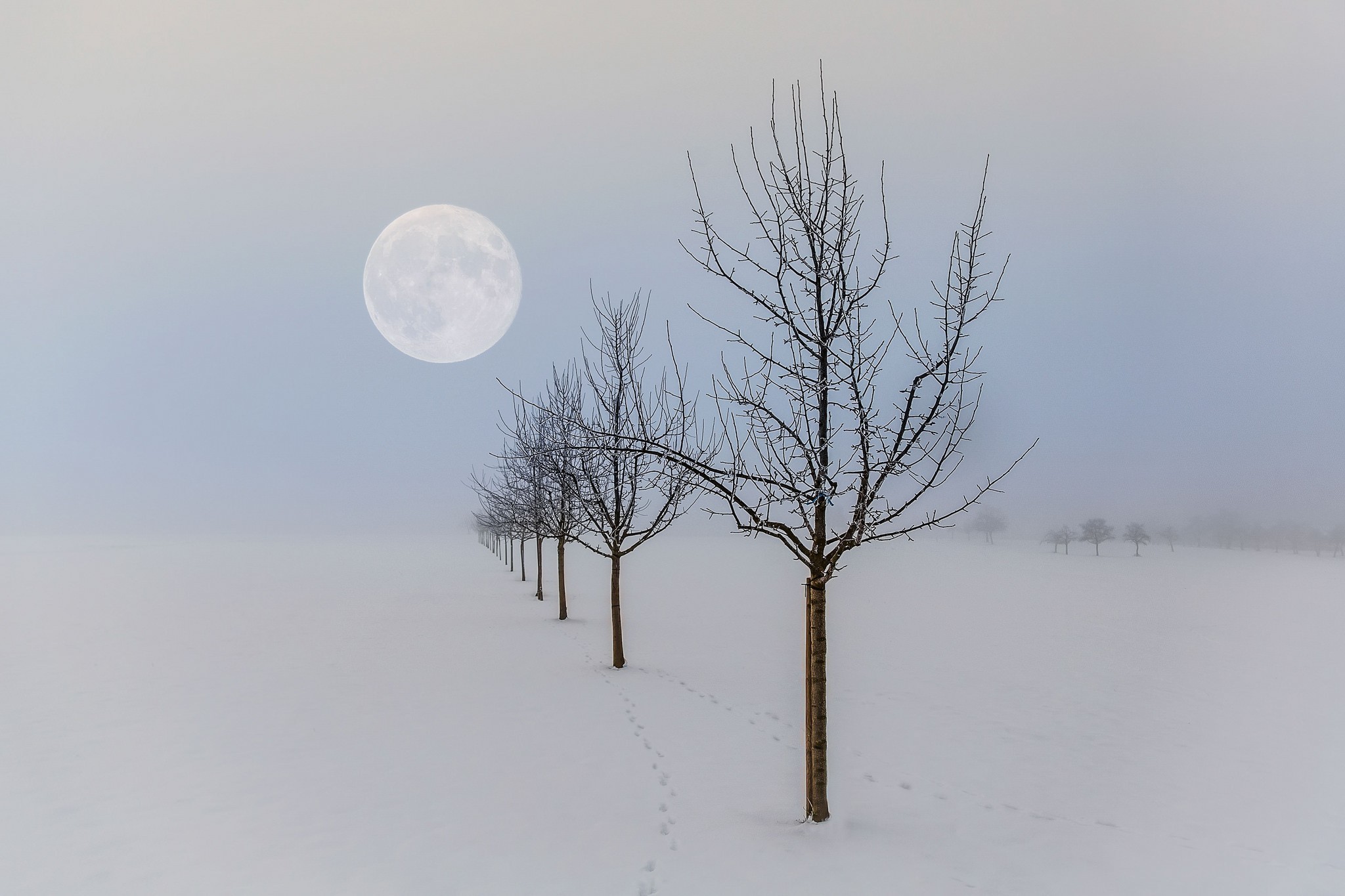 winter, Moon, Landscape, Nature, Seasons, Trees Wallpaper