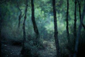nature, Forest, Trees, Blurred