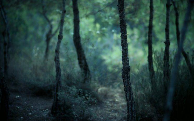 nature, Forest, Trees, Blurred HD Wallpaper Desktop Background