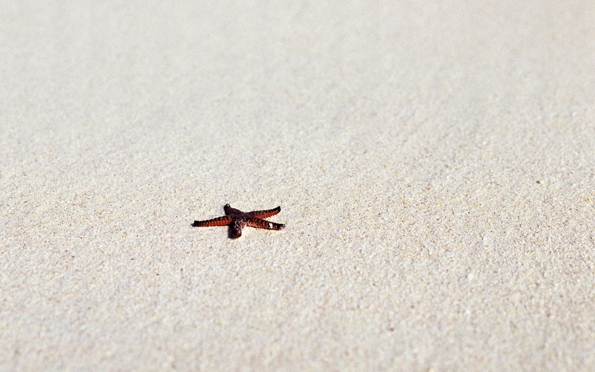 photography, Nature, Beach, Sand, Starfish Wallpaper