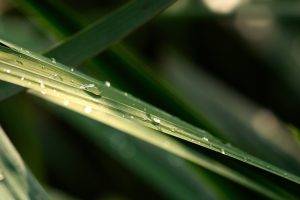 photography, Nature, Plants, Leaves, Macro, Water Drops